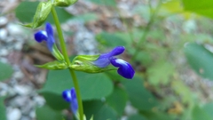 Salvia caudata