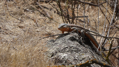 Callopistes maculatus