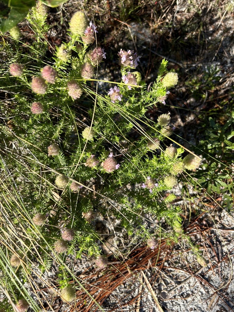 Florida pennyroyal from Oxbow Ecocenter Trail, Port Saint Lucie, FL, US