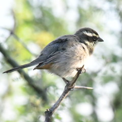 Microspingus torquatus