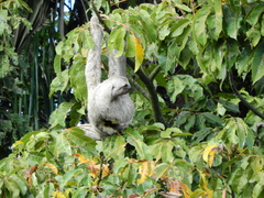 Bradypus variegatus tapajoensis