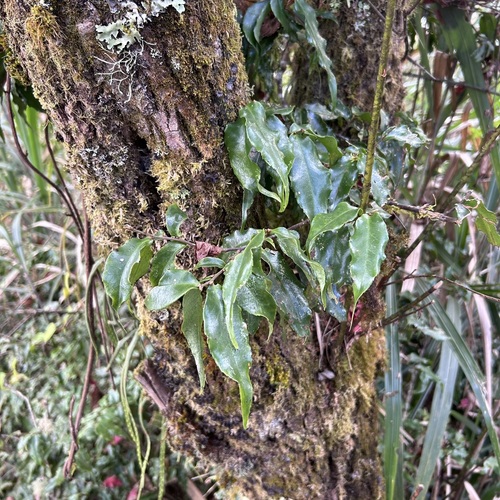 Symplocos formosana iNat (3)