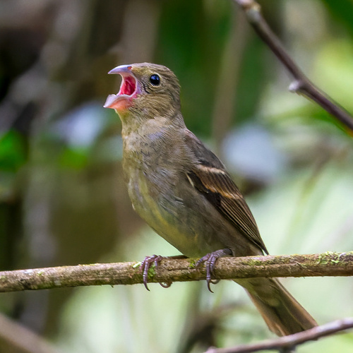 Buffy-fronted Seedeater (Sporophila frontalis), photo 10
