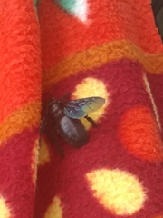 Xylocopa nasalis
