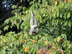 Bradypus variegatus tapajoensis