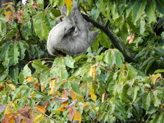 Bradypus variegatus tapajoensis