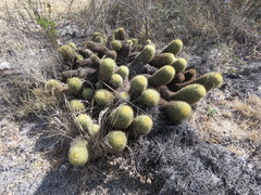 Coryphantha erecta