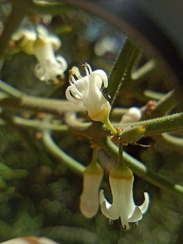 Colletia hystrix (Colletia hystrix)