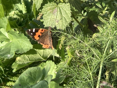 Canary Red Admiral photo 3