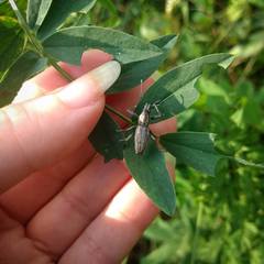 Naupactus xanthographus