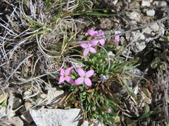 Houstonia rubra