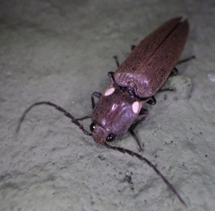 Ignelater havaniensis