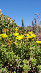 Haplopappus foliosus