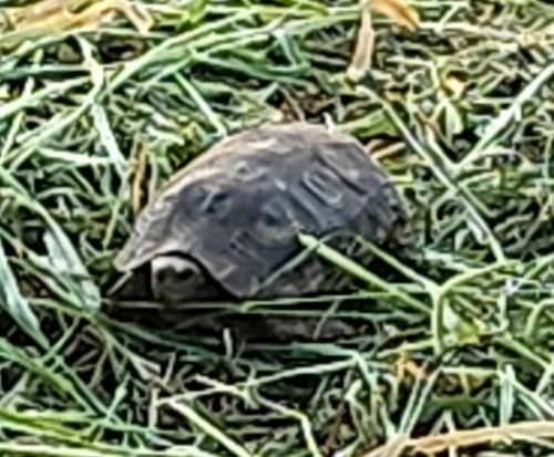 Speke's Hinge-back Tortoise