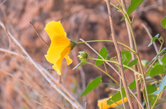 Swamp Hibiscus (Hibiscus diriffan)