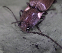 Ignelater havaniensis