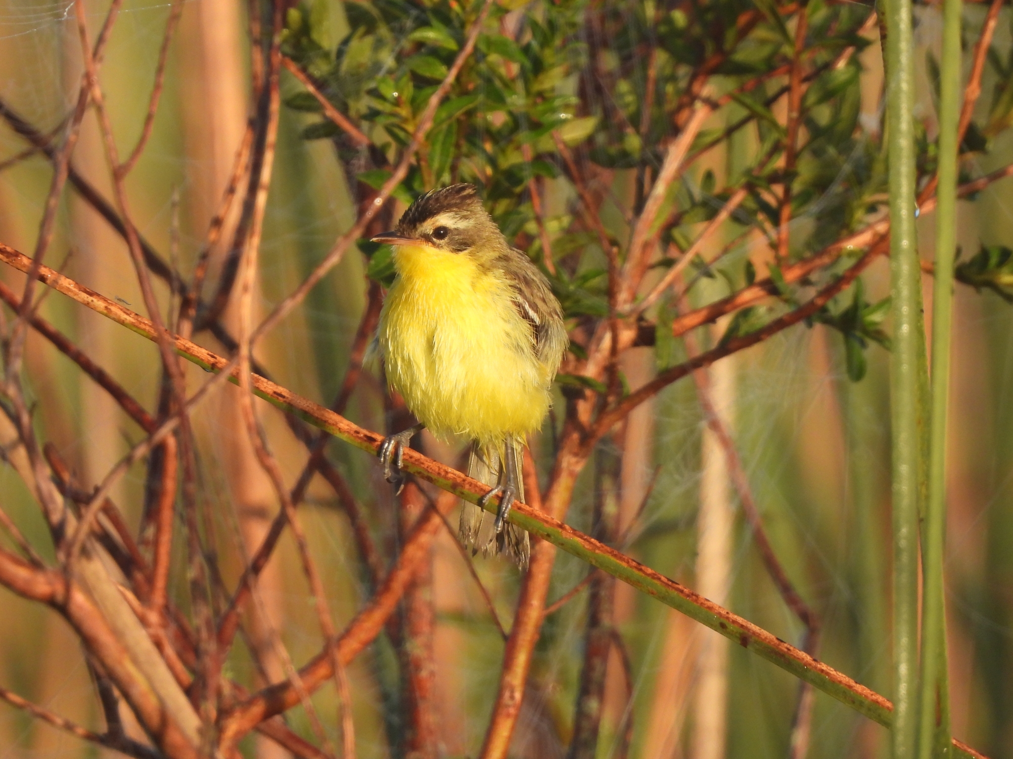 Crested Doradito (Pseudocolopteryx sclateri), photo 3