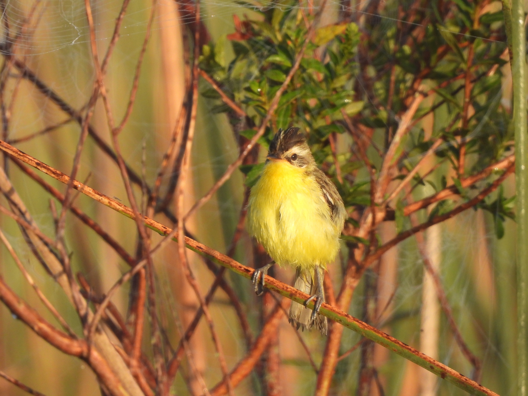 Crested Doradito (Pseudocolopteryx sclateri), photo 4