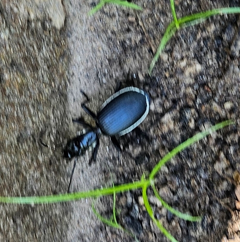 Anthia cinctipennis