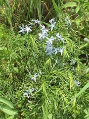 Amsonia ciliata