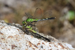 Erythemis simplicicollis image