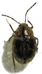 Zeagyrtes