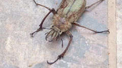 Sphaenognathus pubescens