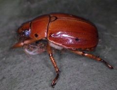 Pelidnota punctata