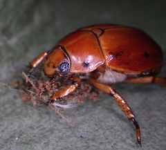Pelidnota punctata