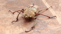 Sphaenognathus pubescens