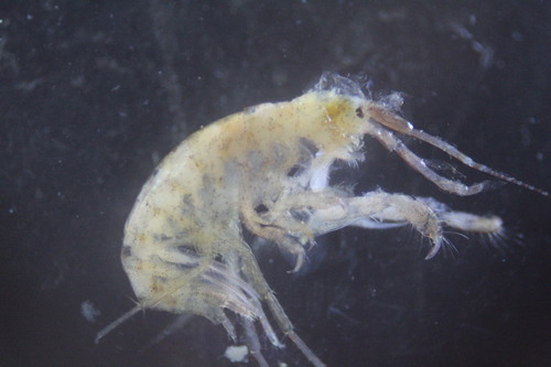 Representative image of Aora