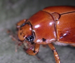 Pelidnota punctata