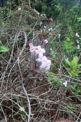 Clematis montana