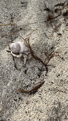 Red Sea Land Hermit Crab
