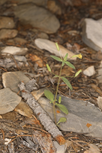 Image of Erythranthe rubella by (c) Steve Matson, some rights reserved (CC BY)