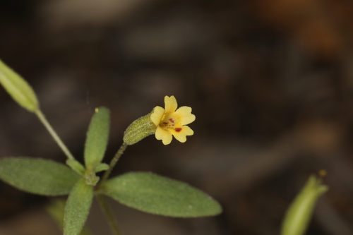 Image of Erythranthe rubella by (c) Steve Matson, some rights reserved (CC BY)