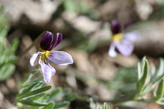 Viola beckwithii