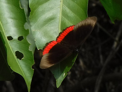 Biblis hyperia hyperia