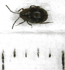 Zeagyrtes