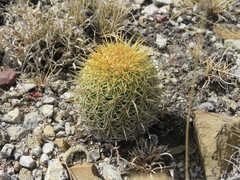 Coryphantha erecta