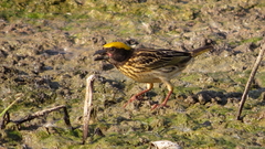 Ploceus manyar