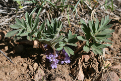 Hydrophyllum alpestre