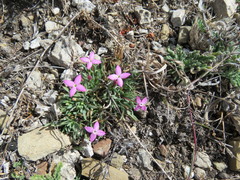 Houstonia rubra