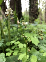 Vancouveria planipetala