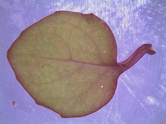 Epilobium nummulariifolium
