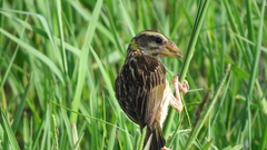 Ploceus manyar