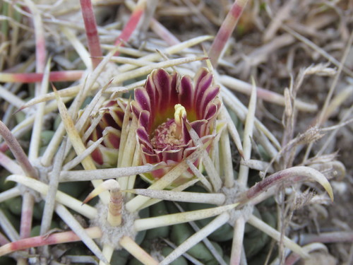 Glandulicactus crassihamatus