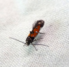 Chrysoclista linneella