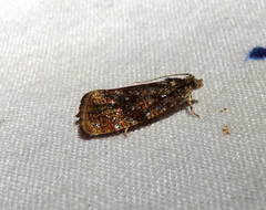 Olethreutes astrologana