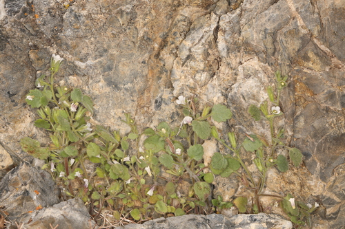 Peirson's phacelia (Phacelia peirsoniana)